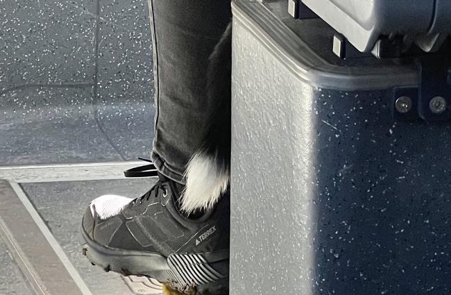 Person sitting on a bus seat with their dog between their leg and the dog's tail wagging behind them