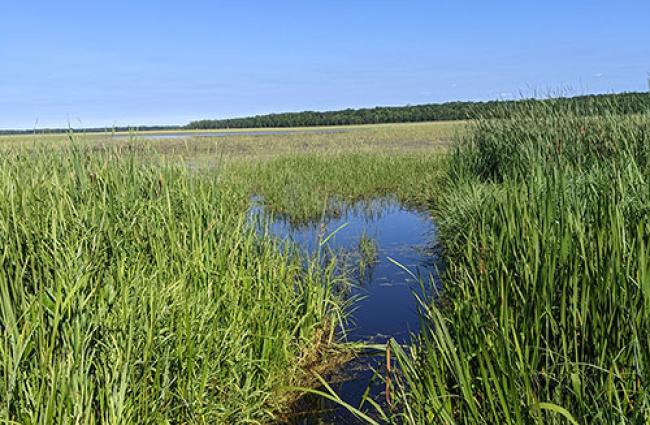 Northern Minnesota landscape