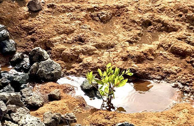 Part of the restoration efforts in Kahoʻolawe, an island that the US military used for bombing practice