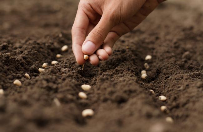 A hand planting seeds in the dirt