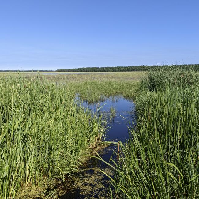 Northern Minnesota landscape