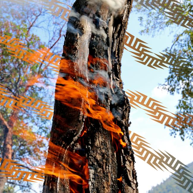 Photo of a cultural burn the project team participated in a few years ago