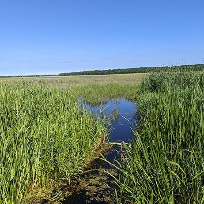 Northern Minnesota landscape