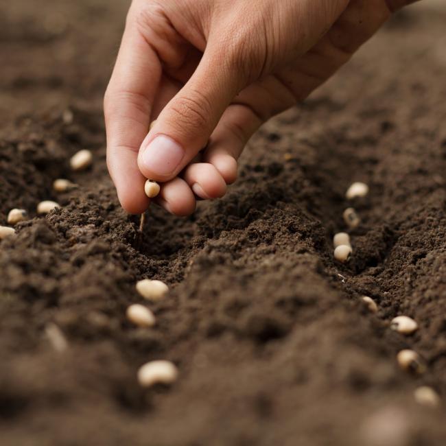 A hand planting seeds in the dirt