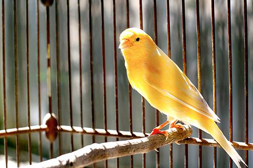 Image of a canary in a cage