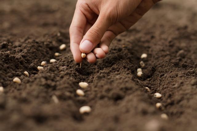 A hand planting seeds in the dirt